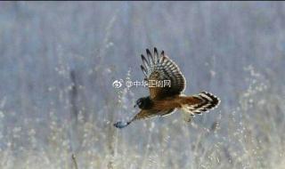 窝边草追着兔子跑