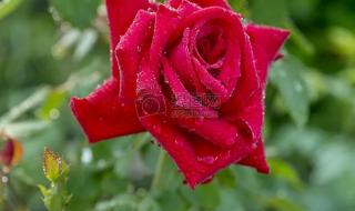 描写雨后动物的动态句子 雨中小故事动态图