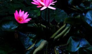 4d壁纸怎么弄 4d手机壁纸