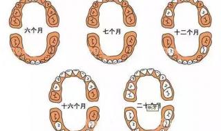 萨摩换牙顺序 儿童换牙顺序图20颗