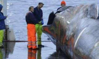 世界上头最大的鲸鱼 世界上最大的鲸鱼