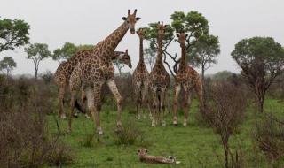 长颈鹿可以趴着睡觉吗 长颈鹿可以趴着睡觉吗