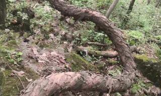 猕猴桃树冠有多大 百岁野生猕猴桃树王