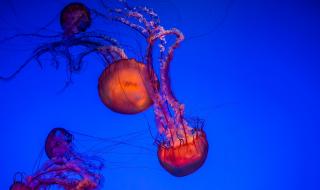 世界上最漂亮的鲨鱼 世界上最漂亮的鲨鱼